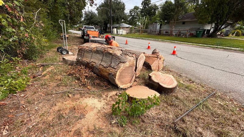 Tree trimming and removal
