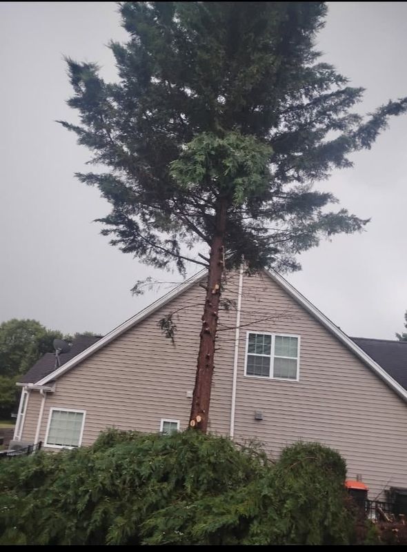 Tree Removal