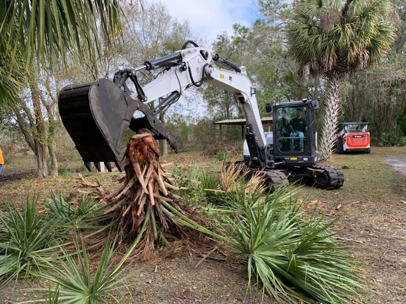 Tree Trimming & Removal