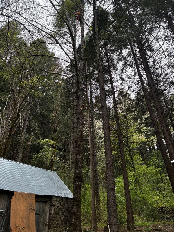 Tree Services