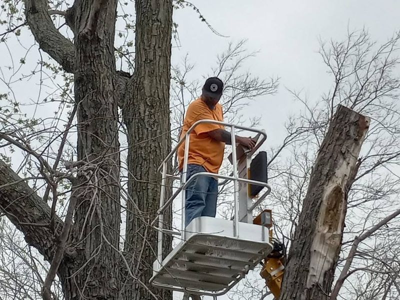 Tree Trimming