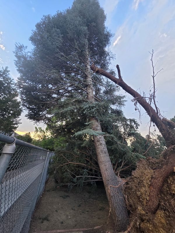 Tree Pruning & Removal