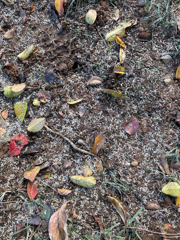 Overseeding