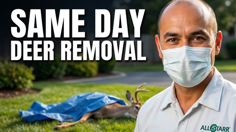 Dead Deer Removal