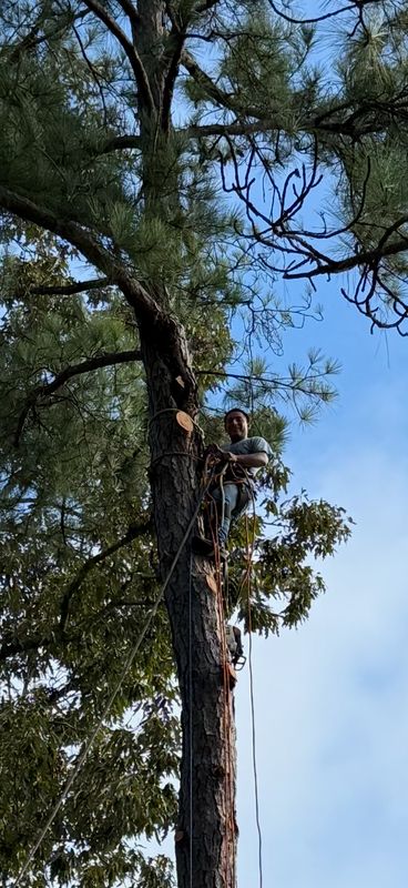 Tree Trimming