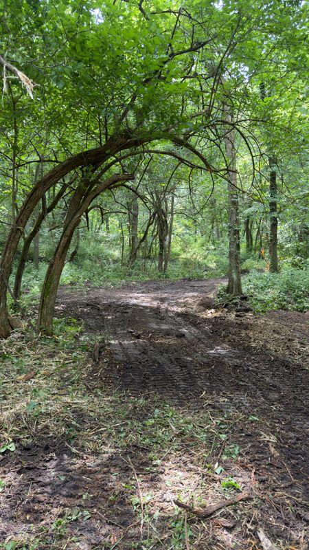 Timber Mulching & Clearing