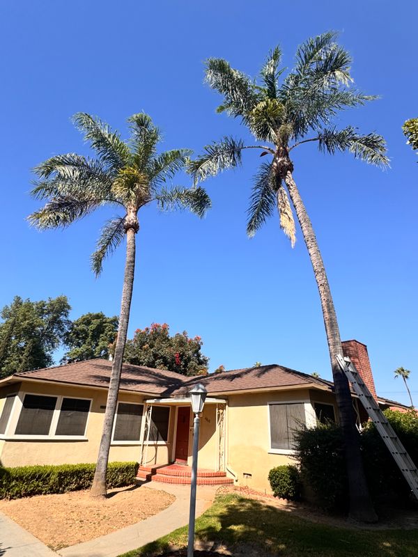 Tree Trimming