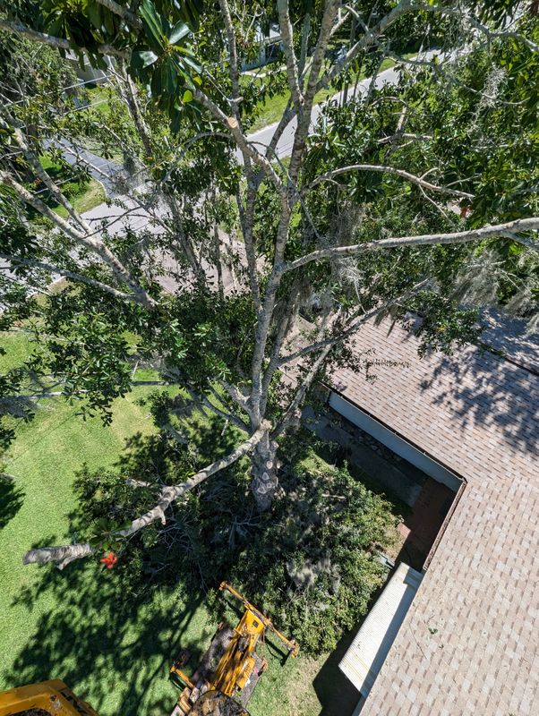 Tree Removal