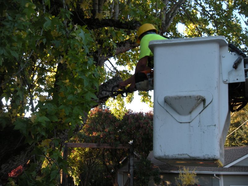 Tree Removals
