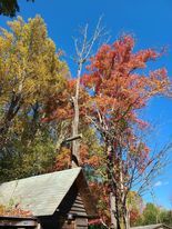 Tree Services