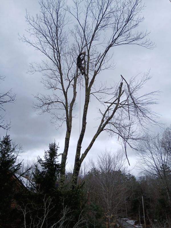 Tree Trimming