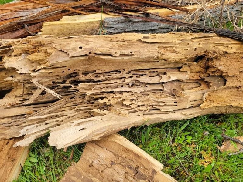 Tree Removal gallery