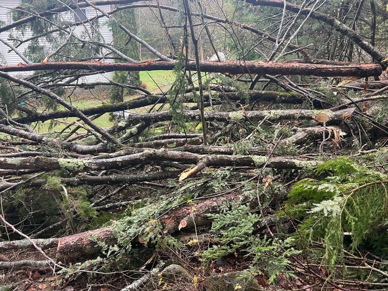 Forest Thinning