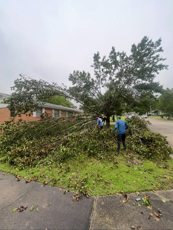 Tree Removal