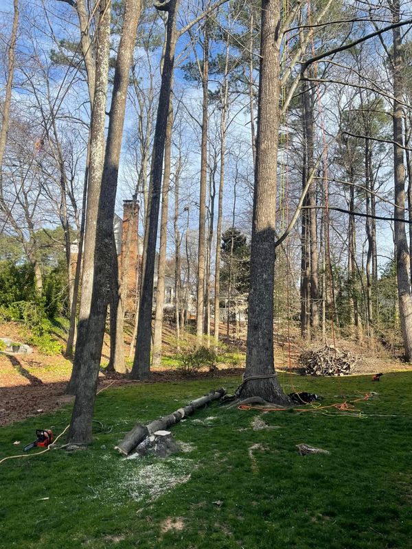 Tree Trimming