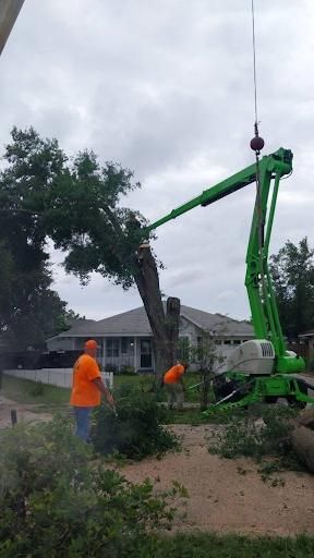 Tree Removal