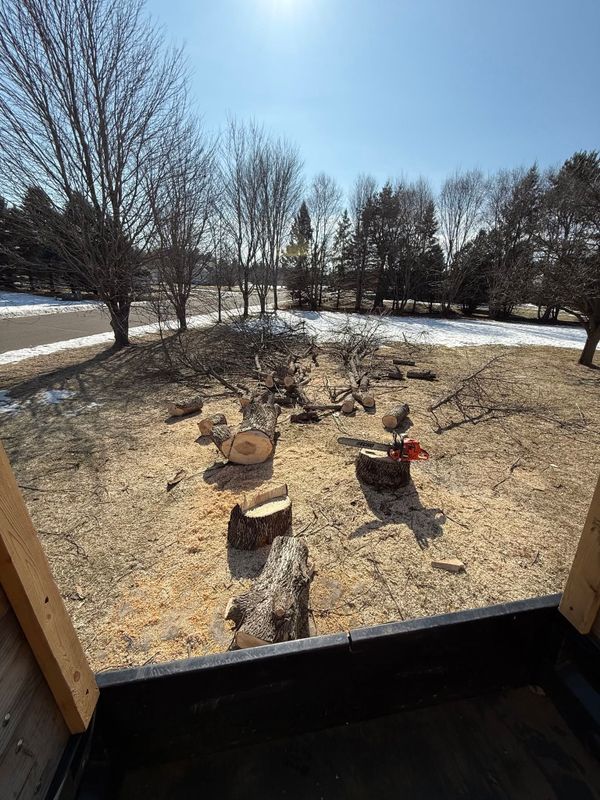 Tree Removal
