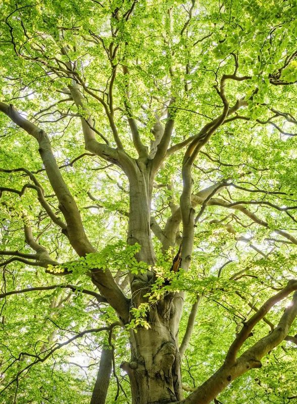 Tree Pruning and Trimming gallery