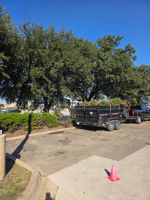 Tree Removal