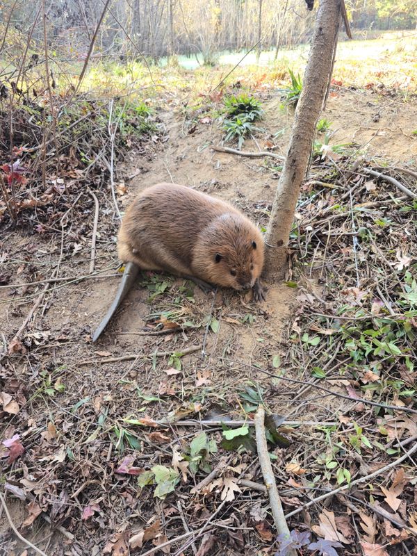 Beaver trapping