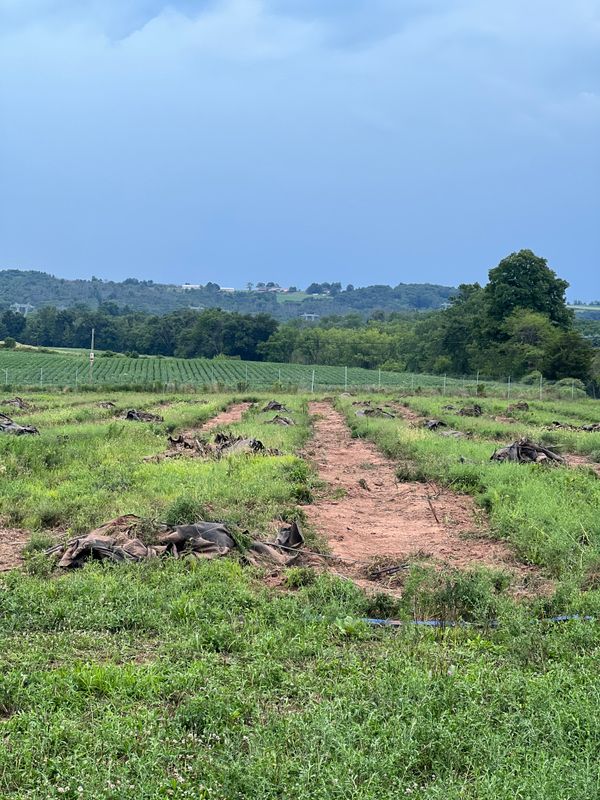 Land Clearing