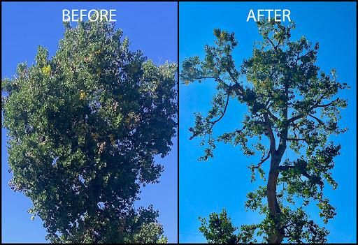 Tree Trimming