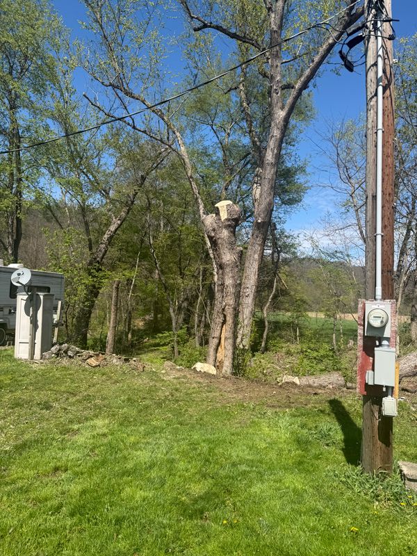Tree Trimming