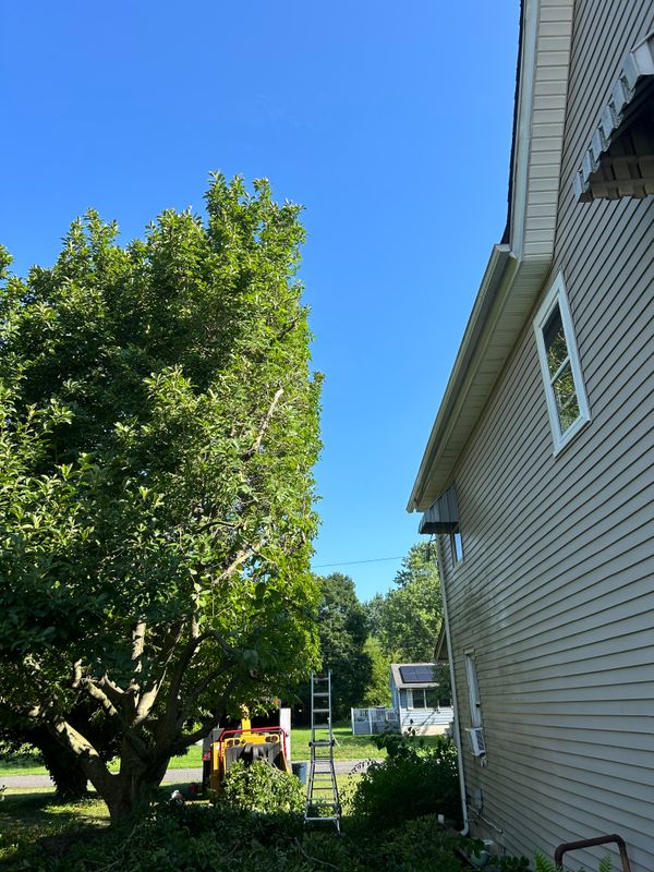 Tree Trimming