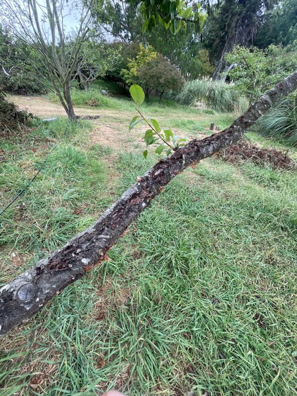 Tree Health and Maintenance