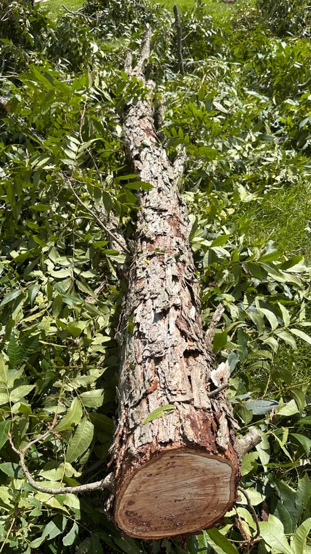 Tree Services