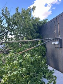 Tree Removal