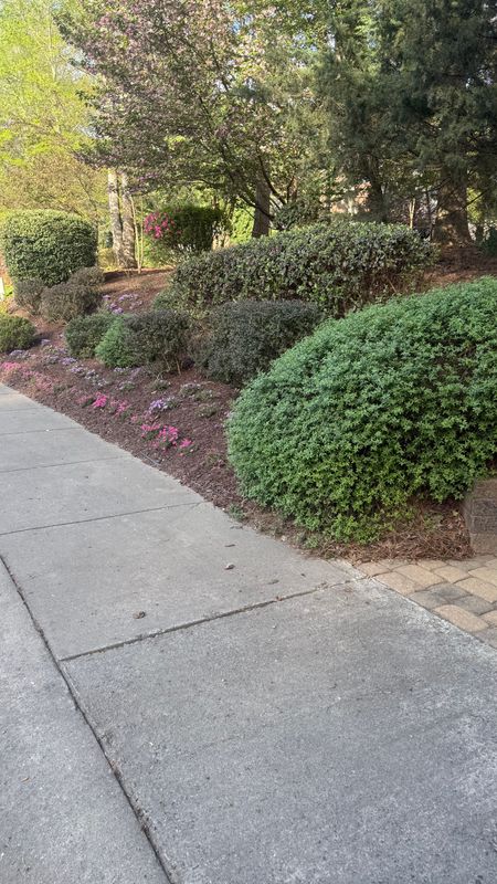 Shrub Trimming