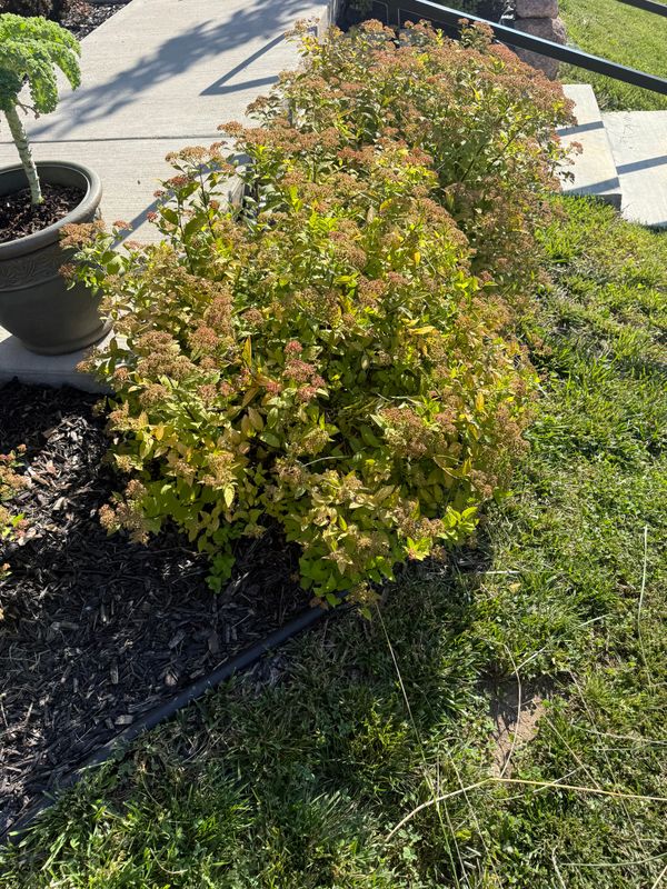 Shrub Trimming