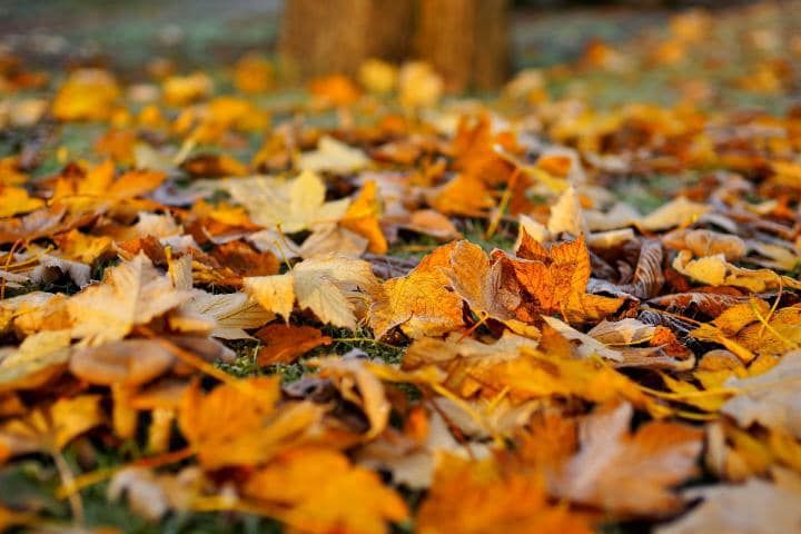 Fall Clean Up