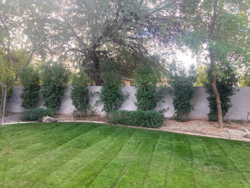 Lawn Aeration