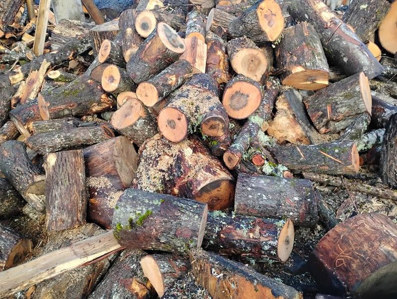 Tree Removal gallery