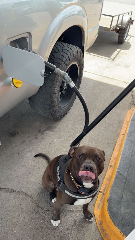 Kilo, Our Jobsite Supervisor, Signs Off on Another Punch List