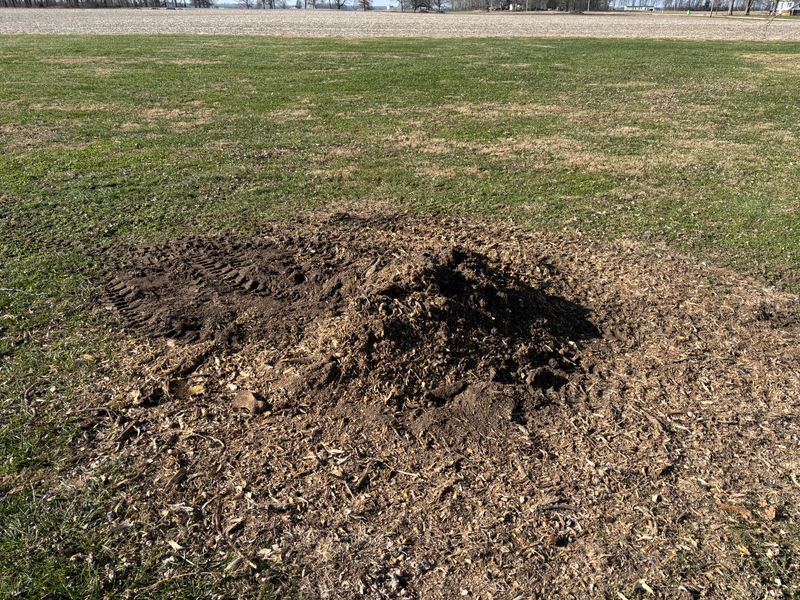 Stump Removal