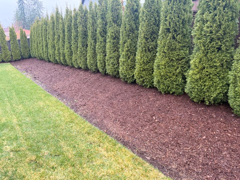 Shrub Trimming