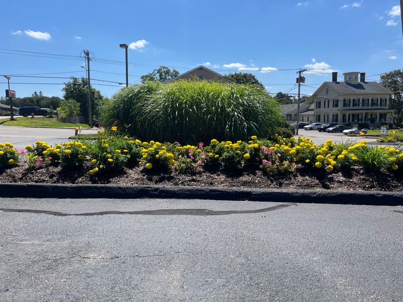 Tree & Shrub Care