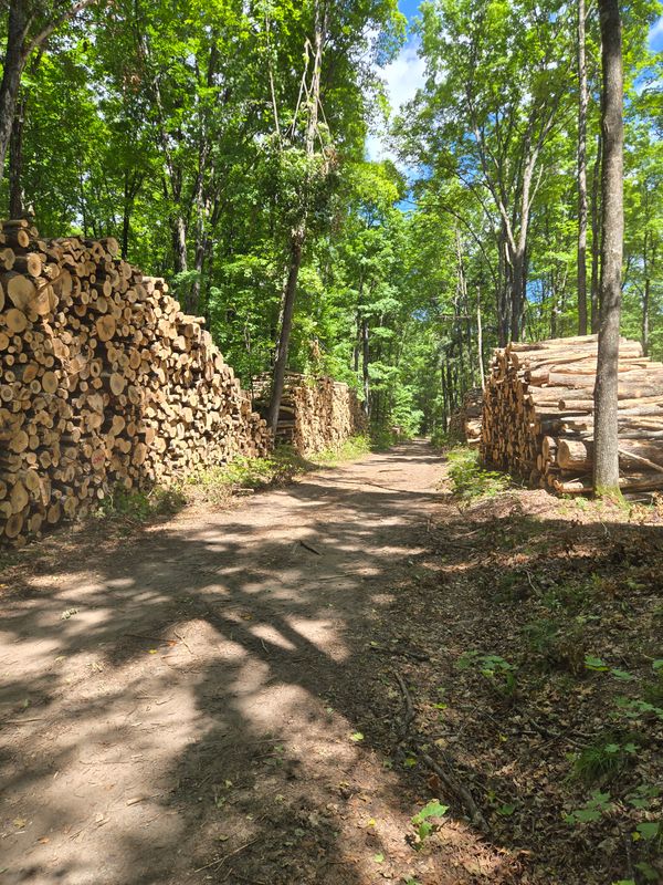 Timber Harvesting