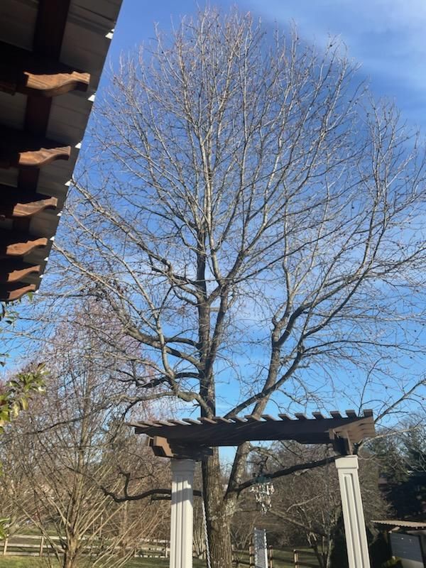 Tree Trimming