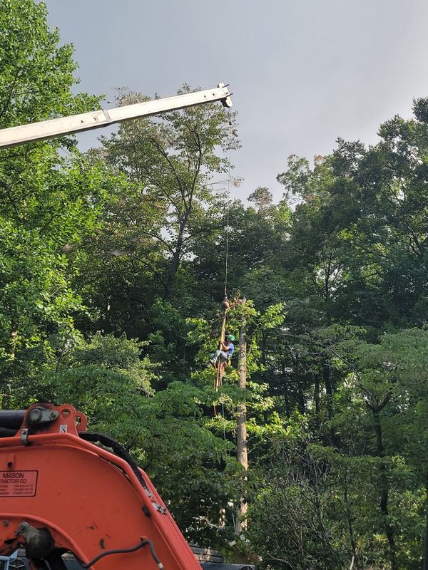 Tree Trimming & Removal