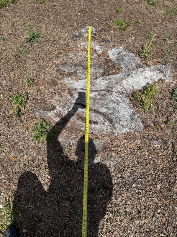 Tree Removal