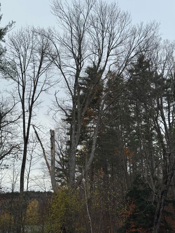 Forestry Mulching 