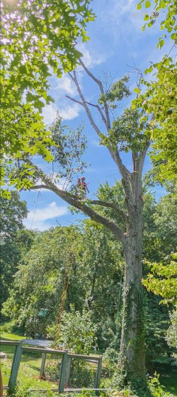 Tree Services