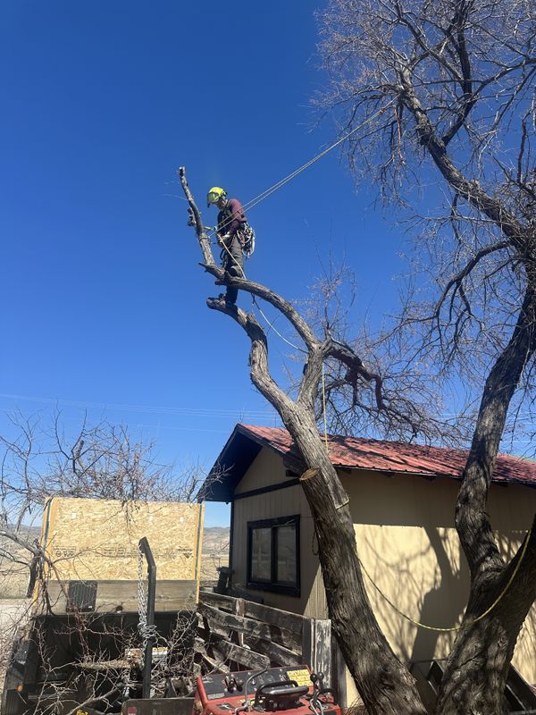 Tree Trimming