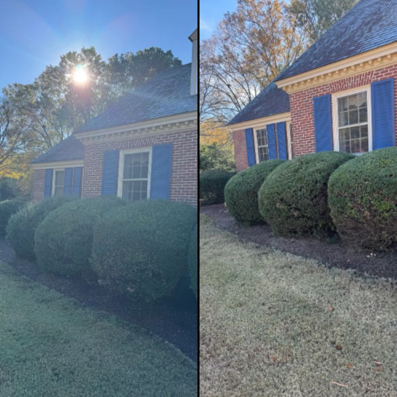 trimming shrubs/small trees