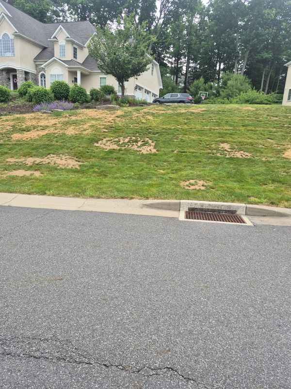 Plant & Shrub Installations