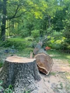 Tree Removal